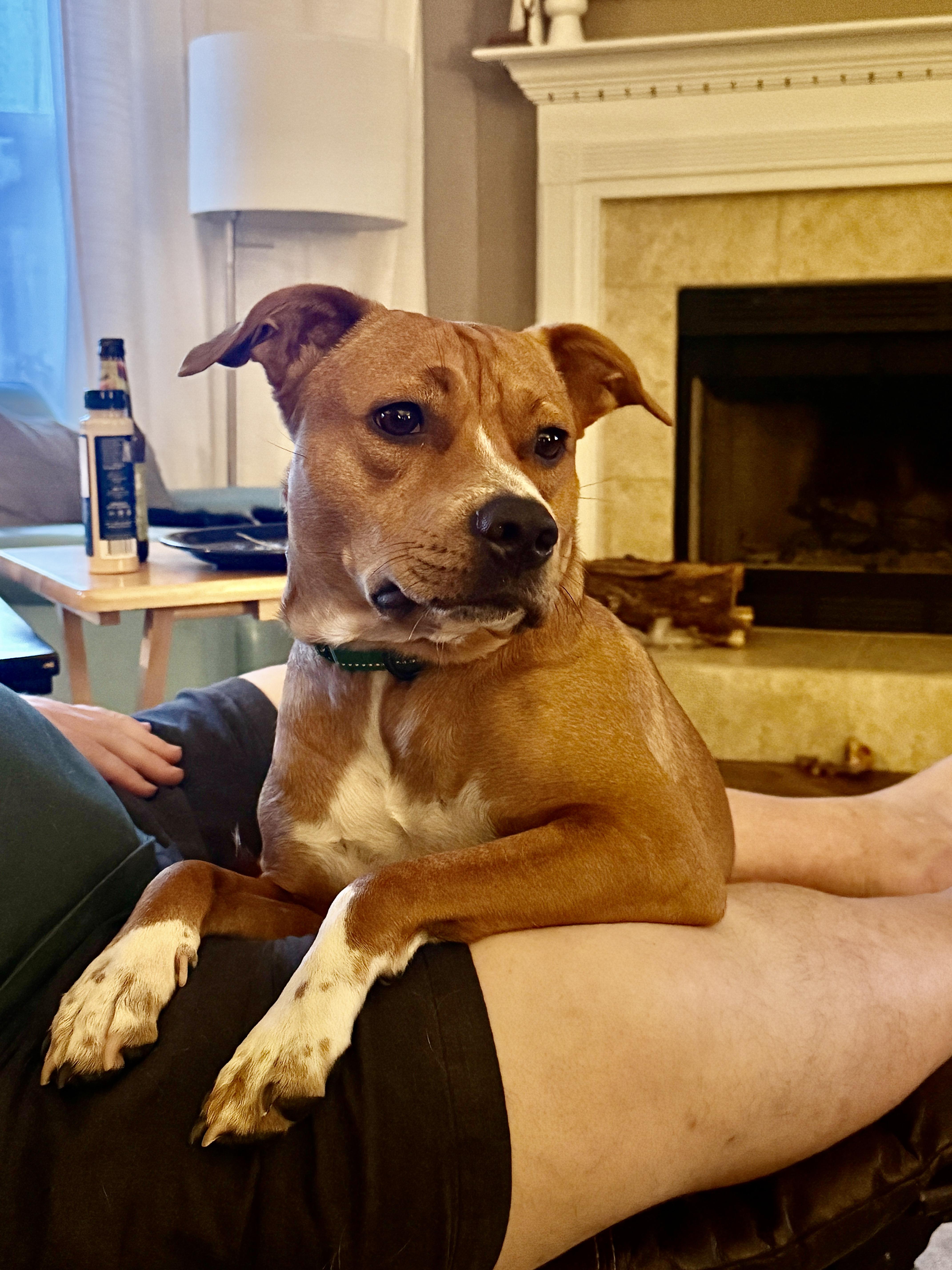 Ned…..best Dog Ever!!! thumbnail 5