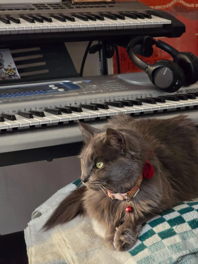 A young medium-sized female Gray / Blue / Silver Domestic Short Hair cat named Jiji for adoption in Waltham, MA