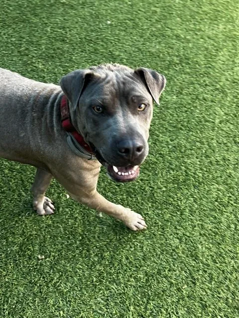A young medium-sized male Mixed Breed dog named Ace for adoption in Dallas, TX