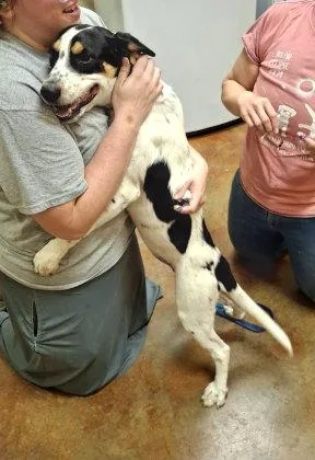 A young medium-sized male Treeing Walker Coonhound dog named Tucker for adoption in Mountain View, AR