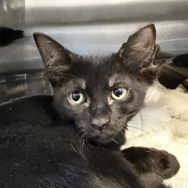 A baby small-sized female Black Domestic Short Hair cat named Snarf for adoption in Palm Springs, CA