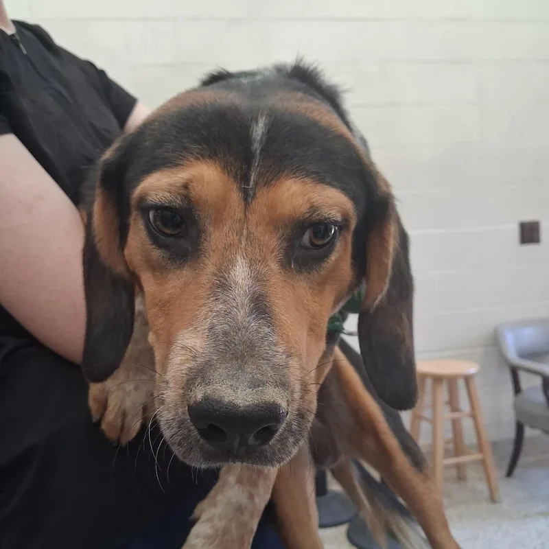 An adult medium-sized male Brown / Chocolate Mixed Breed dog named Meatloaf for adoption in Auburn, AL