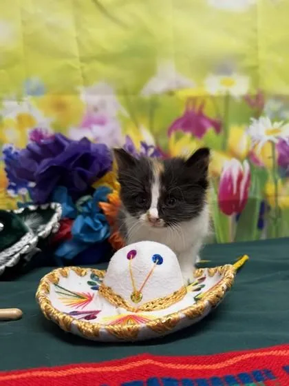 A baby small-sized female Domestic Short Hair cat named Ziva for adoption in San Antonio, TX