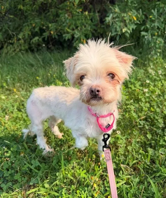 A senior small-sized female Maltese dog named Moprella for adoption in Leesburg, VA