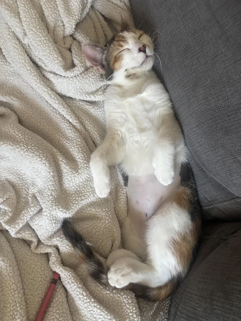 A baby medium-sized female Calico cat named Flower for adoption in Napa, CA