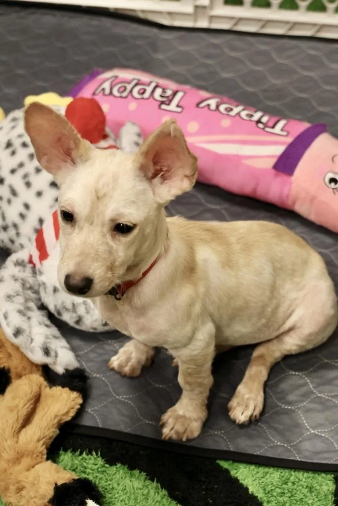 A baby small-sized female White / Cream Chihuahua dog named Trudy for adoption in TUCSON, AZ