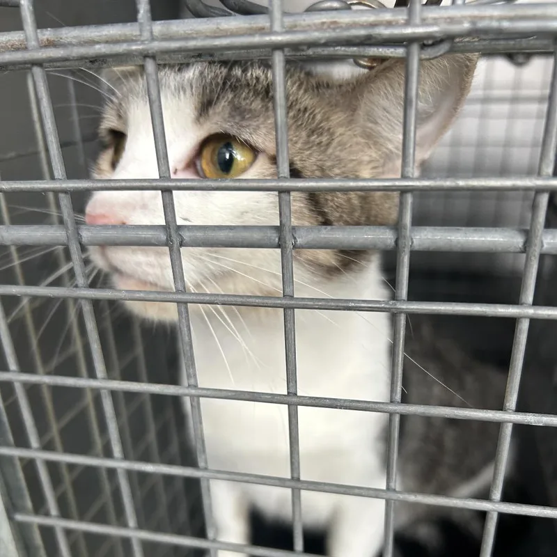 An adult medium-sized female Gray / Blue / Silver Domestic Short Hair cat named Benson for adoption in Greensboro, NC