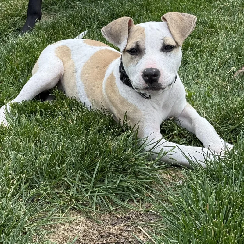 A baby medium-sized female Apricot / Beige Pit Bull Terrier dog named Pumpkin for adoption in Peotone, IL