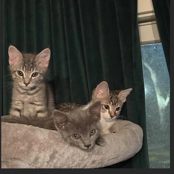 A baby medium-sized female Domestic Short Hair cat named Lola for adoption in Davis, CA