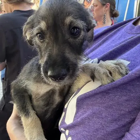 A baby small-sized female Terrier dog named Cabbage Gal for adoption in Austin, TX