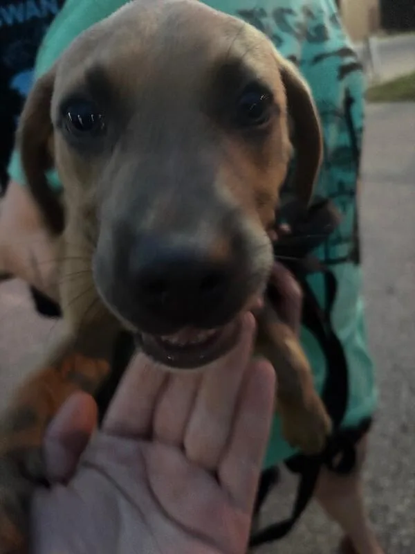 Scooby