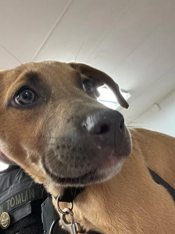 Scooby thumbnail 2