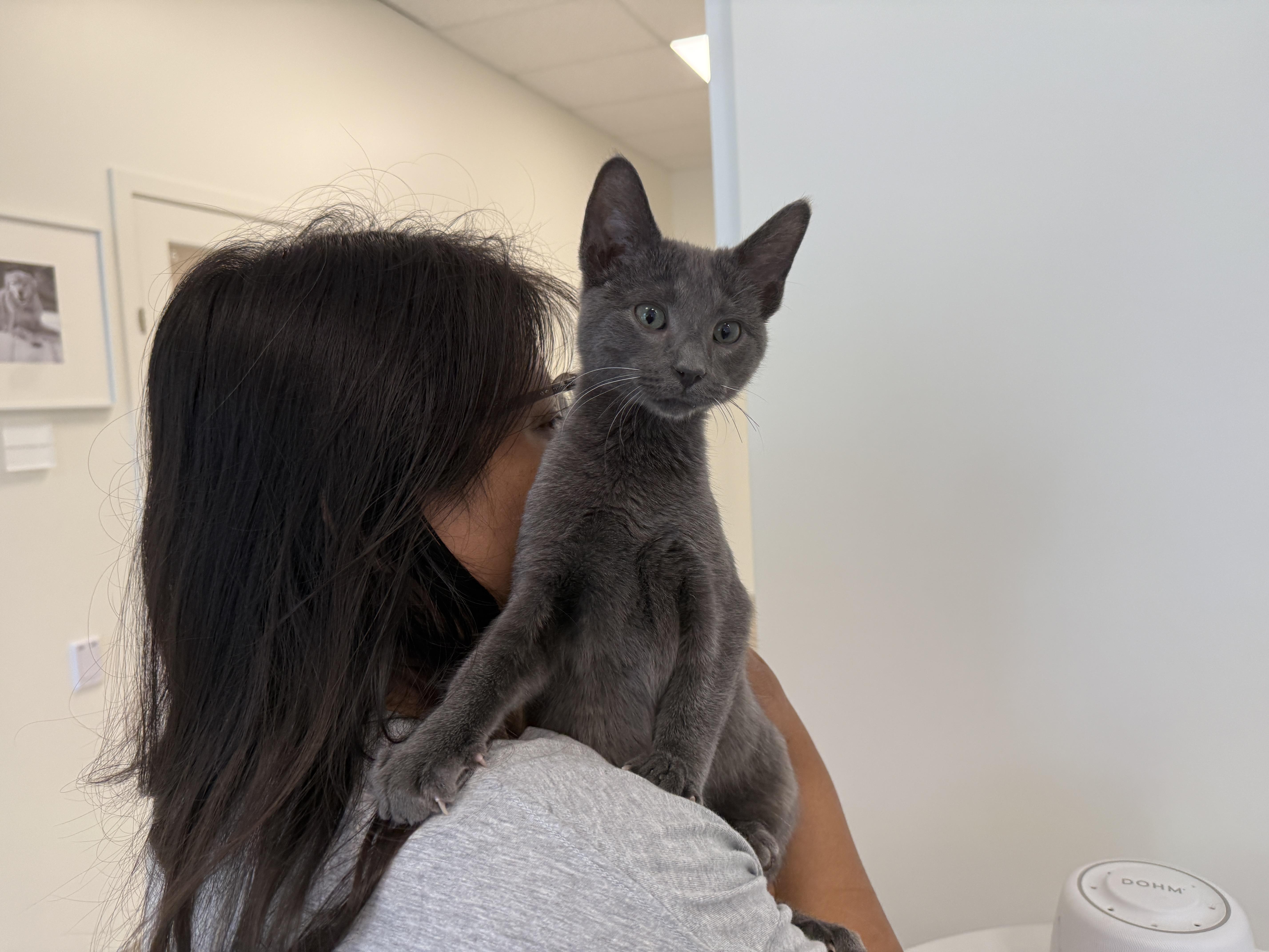 A baby medium-sized male Gray / Blue / Silver Domestic Short Hair cat named Jake for adoption in Evanston, IL