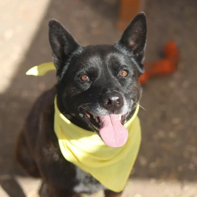 An adult large-sized female Shepherd dog named Violet for adoption in San Antonio, TX