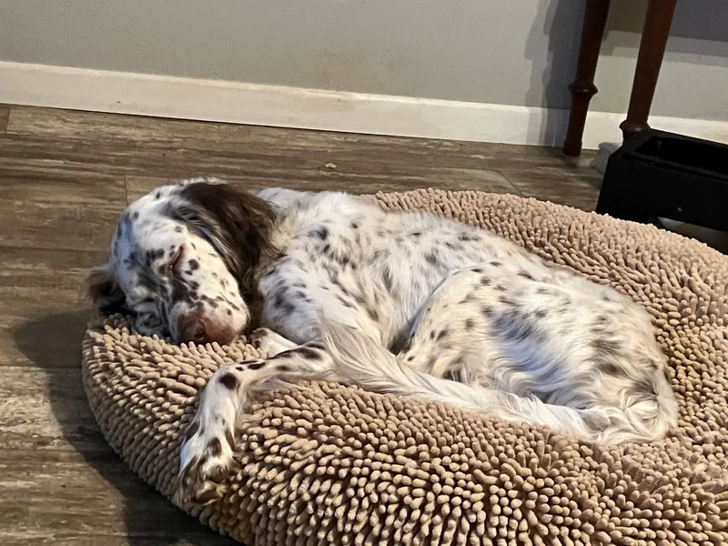 An adult medium-sized male White / Cream English Setter dog named Lou for adoption in Boerne, TX