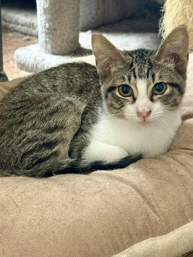A baby medium-sized male Tabby (Gray / Blue / Silver) Domestic Short Hair cat named Carl for adoption in Shreveport, LA