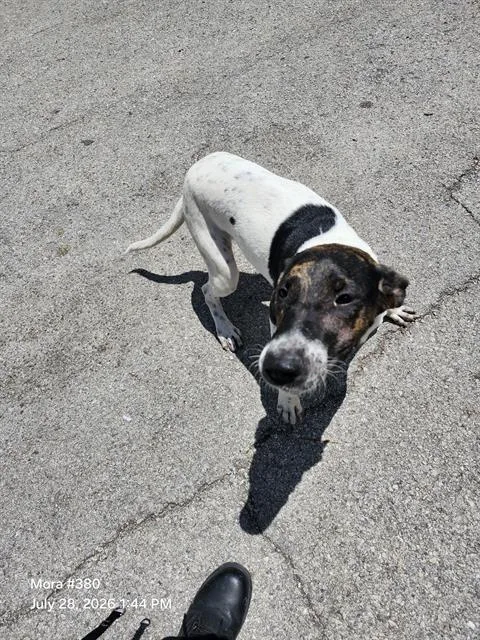 A young medium-sized female American Staffordshire Terrier dog named Beba for adoption in San Antonio, TX