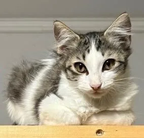A baby medium-sized female Tabby cat named Zoey for adoption in San Antonio, TX