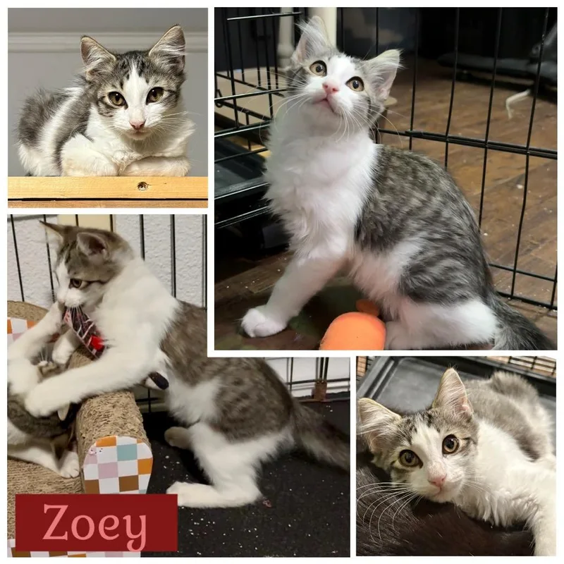 Zoey thumbnail 2