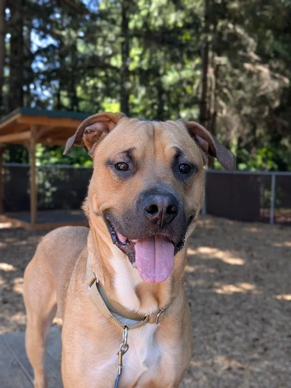 A young large-sized male Pit Bull Terrier dog named Garbanzo for adoption in Vancouver, WA