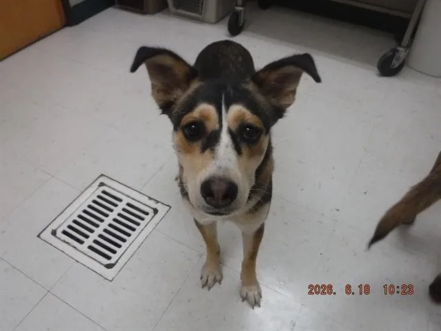 A young medium-sized female Australian Cattle Dog / Blue Heeler dog named Cassie for adoption in Oroville, CA