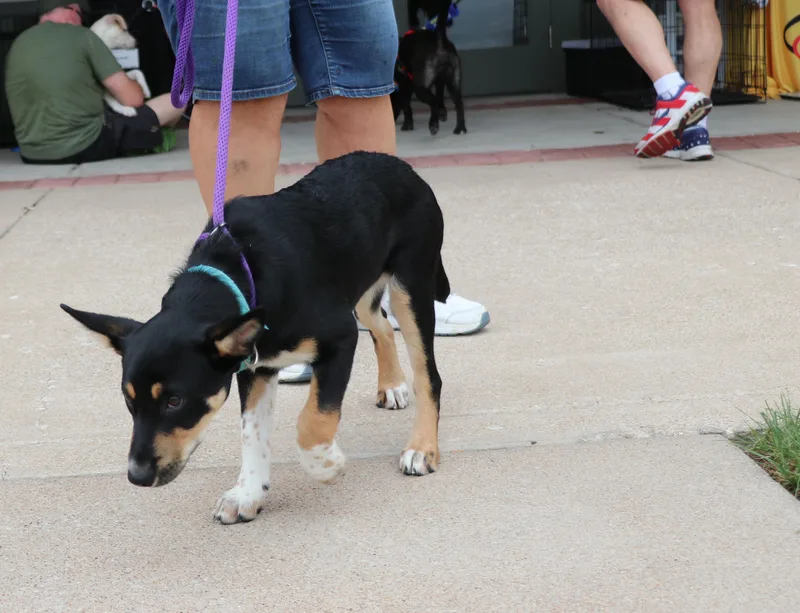 A baby medium-sized female Tricolor (Brown, Black, & White) Mixed Breed dog named Bliss for adoption in Pflugerville, TX