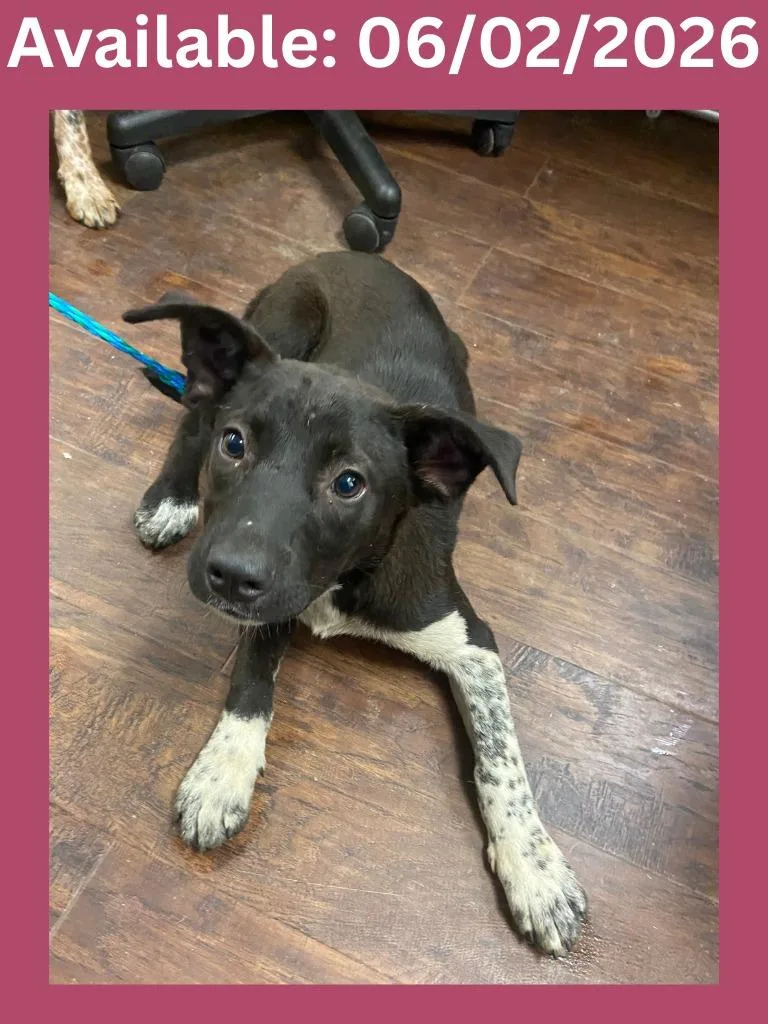 A baby medium-sized female Australian Cattle Dog / Blue Heeler dog named Dog Kennel  Luna for adoption in Greenville, TX