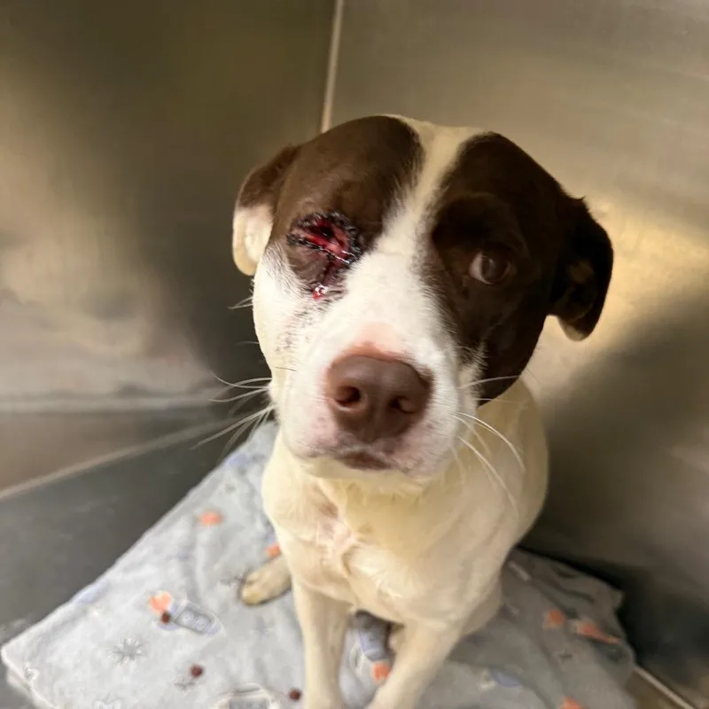 An adult medium-sized male Brown / Chocolate Mixed Breed dog named Vladimir for adoption in Winston-Salem, NC
