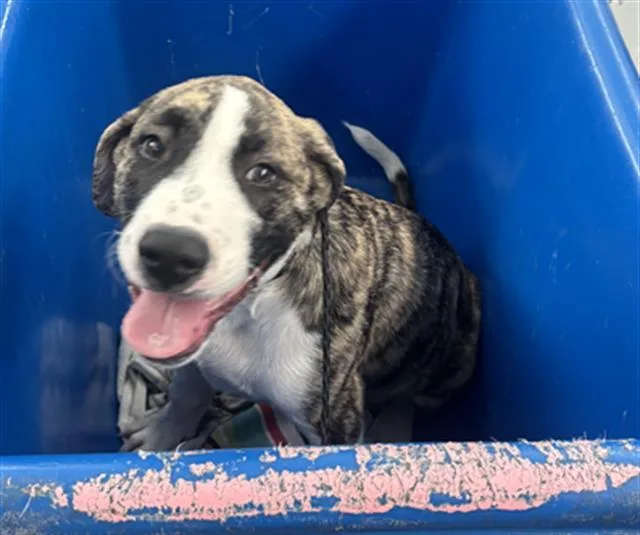 A baby medium-sized male Mixed Breed dog named Buddy for adoption in Dallas, TX