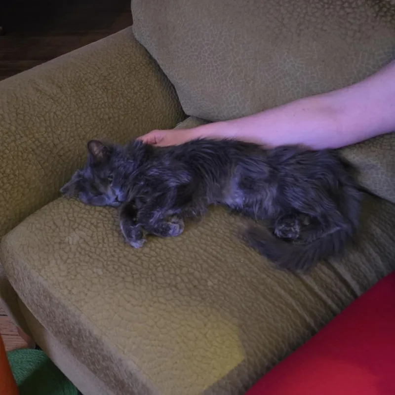 A senior medium-sized male Gray / Blue / Silver Domestic Medium Hair cat named Peabody Smalls for adoption in Oak Park, IL