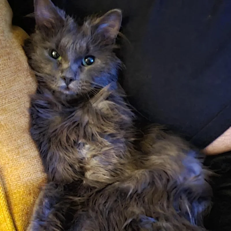 Peabody Smalls thumbnail 2