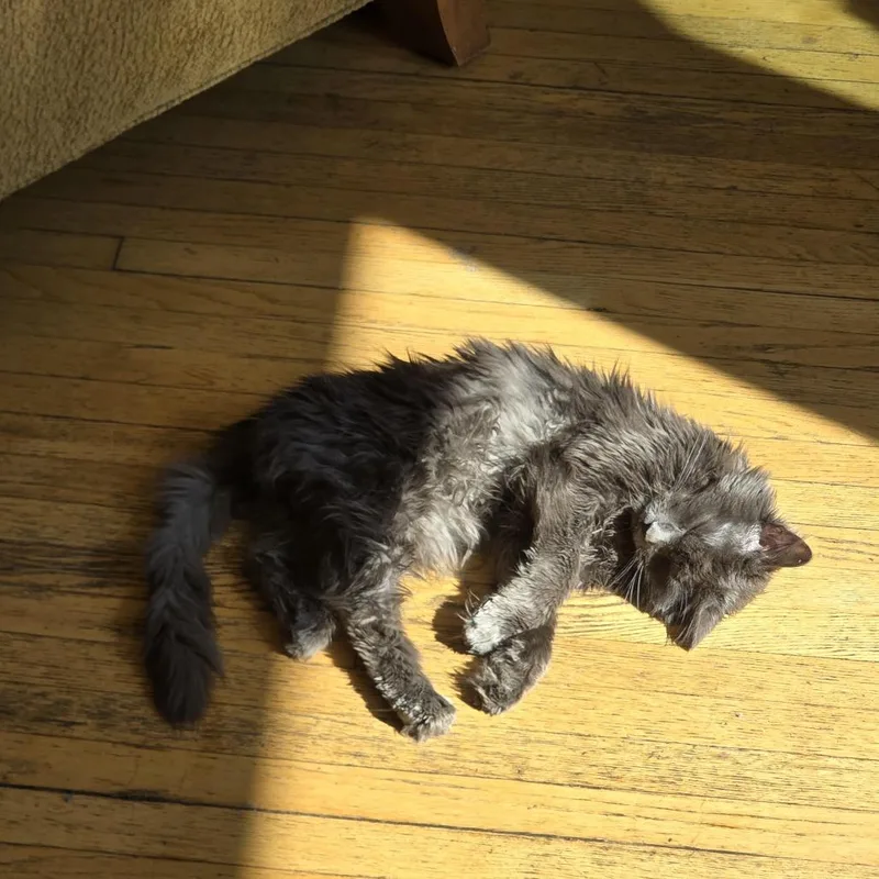 Peabody Smalls thumbnail 4