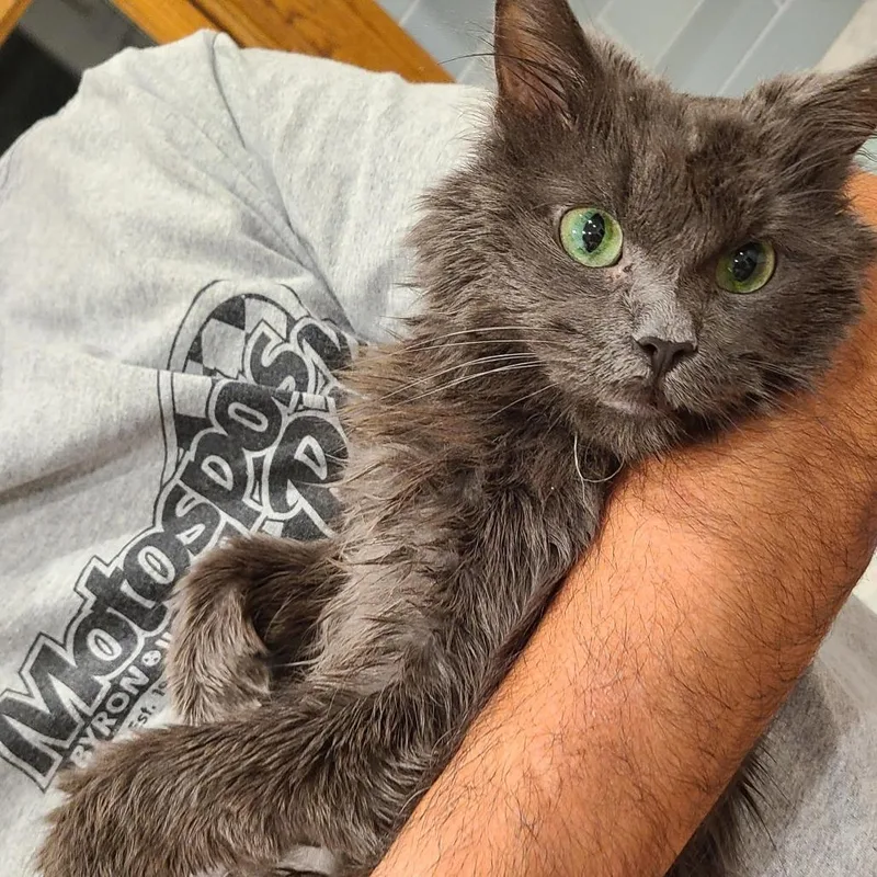 Peabody Smalls thumbnail 5