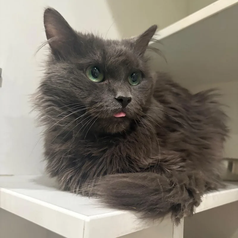 Peabody Smalls thumbnail 6