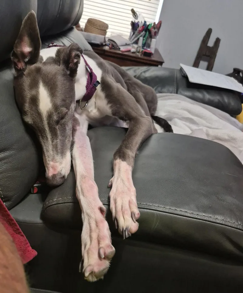 An adult large-sized female Greyhound dog named Rhapsody for adoption in Tarpon Springs, FL
