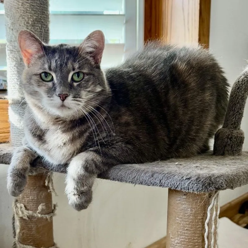 A senior large-sized female Domestic Short Hair cat named Sassy for adoption in North Logan, UT