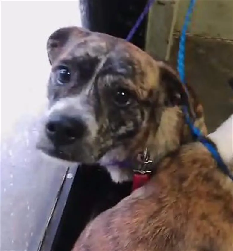 An adult small-sized female Pit Bull Terrier dog named Elphaba for adoption in Tulsa, OK