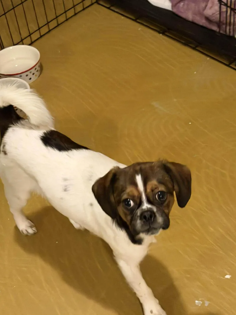 Freddie thumbnail 2