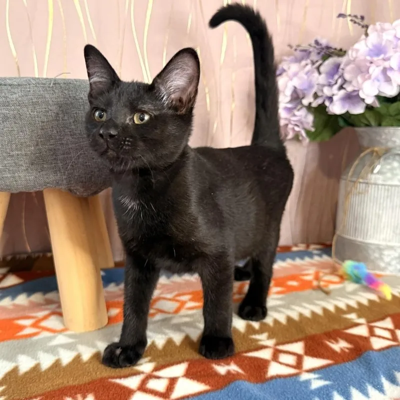 A baby small-sized male Black Domestic Short Hair cat named Doby for adoption in Long Beach, MS