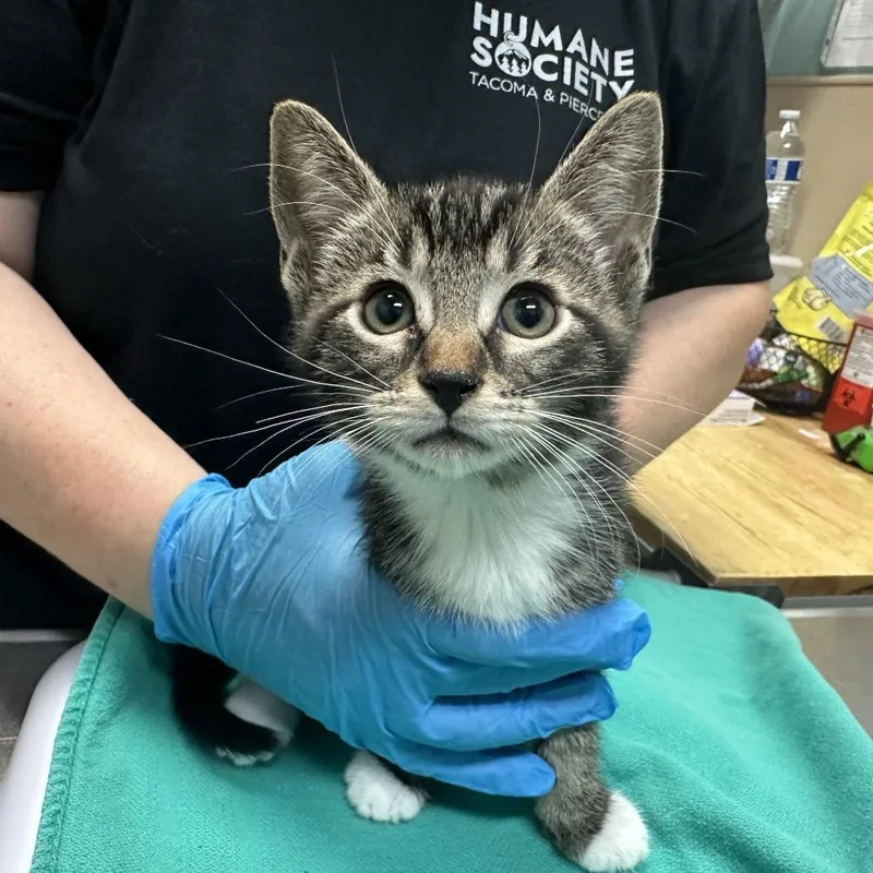 A baby small-sized male Gray / Blue / Silver Domestic Short Hair cat named Pepper for adoption in Tacoma, WA