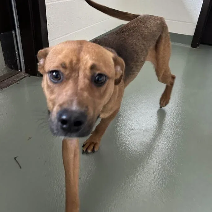 A young medium-sized female Brown / Chocolate Terrier dog named Allie for adoption in Verona, VA