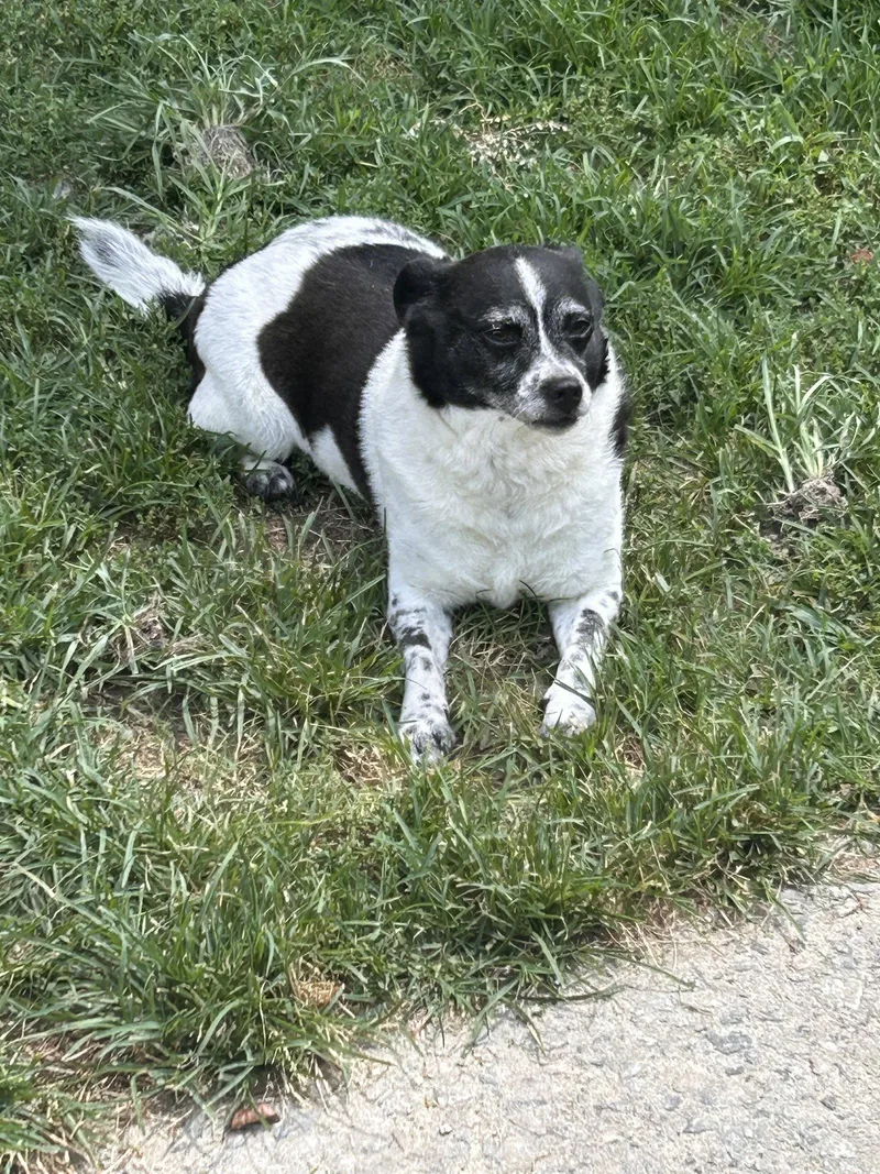 Bella CCHS
