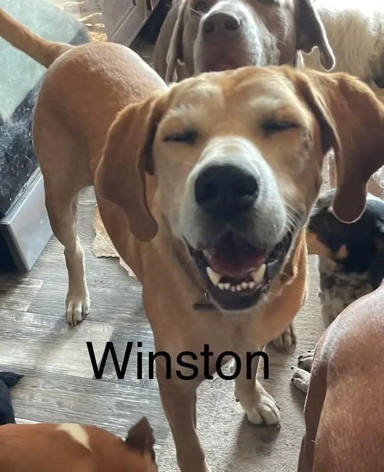 Winston