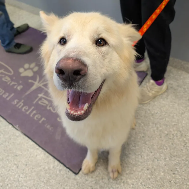 An adult large-sized male Yellow / Tan / Blond / Fawn White German Shepherd dog named Butter for adoption in Manhattan, KS