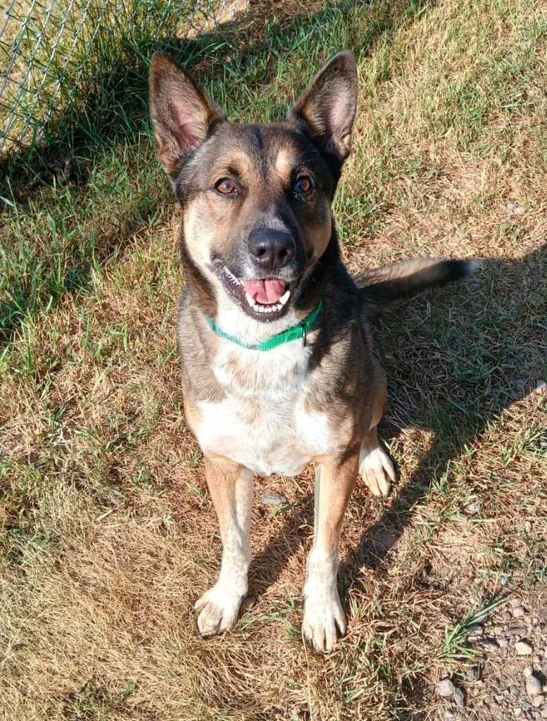 Dingo