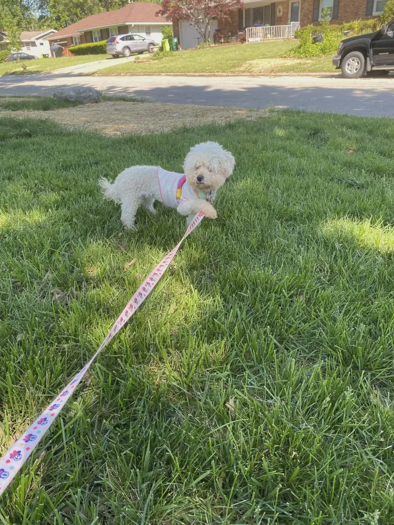 An adult small-sized female White / Cream Bichon Frise dog named Dee Dee for adoption in Dyer, IN