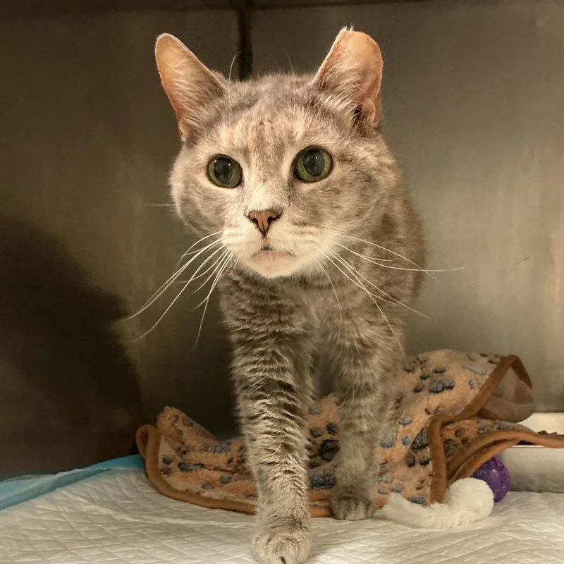 An adult medium-sized female Gray / Blue / Silver Domestic Short Hair cat named Zena for adoption in Elizabeth City, NC
