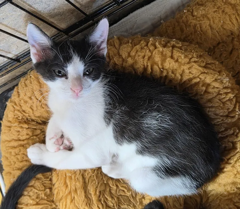 A young medium-sized male Black & White / Tuxedo Domestic Short Hair cat named Camel for adoption in Satellite Beach, FL