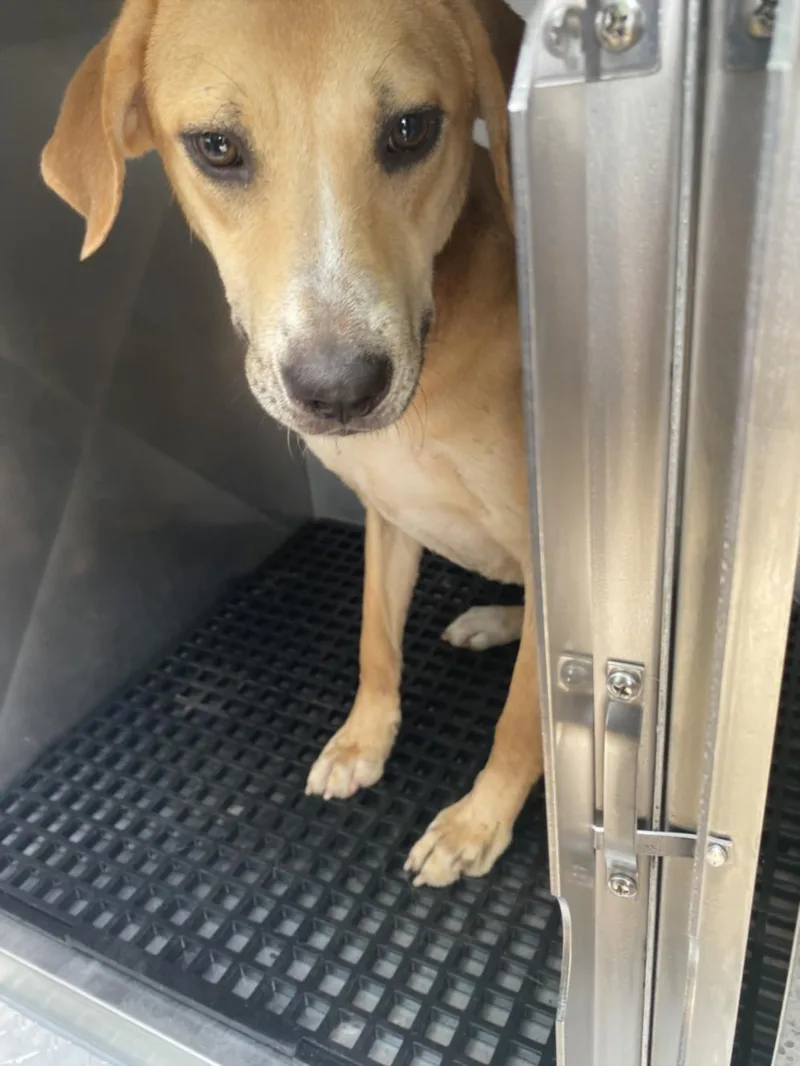 A young large-sized female Mixed Breed dog named Jessie for adoption in Dallas, TX