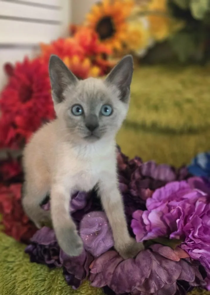 A baby small-sized female Siamese cat named Sugar Spoon for adoption in Austin, TX